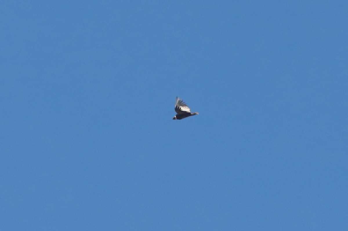 kondor andský - ML646515465