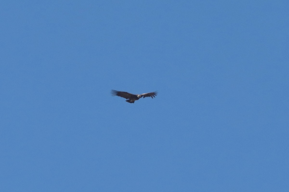 kondor andský - ML646515466