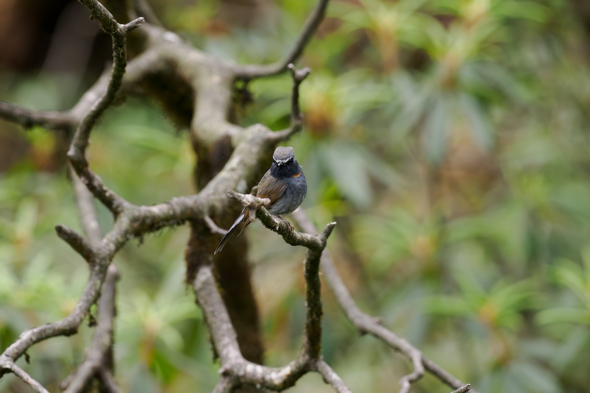 Rufous-gorgeted Flycatcher - ML646515469