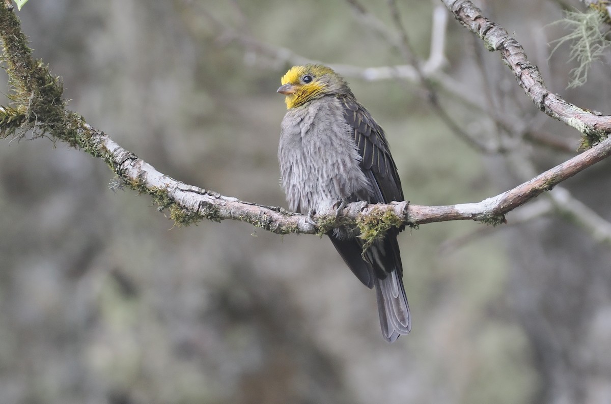 medozvěstka himálajská - ML646515470