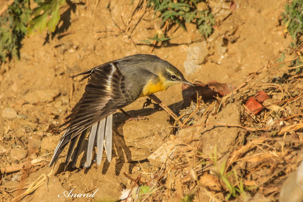 konipas horský - ML646515471