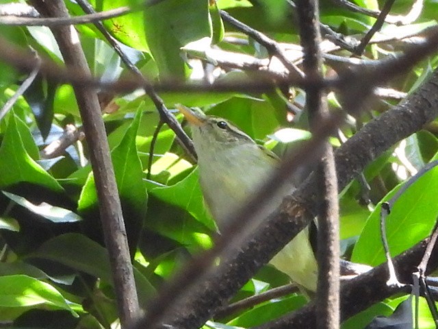 budníček korunkatý - ML646515472