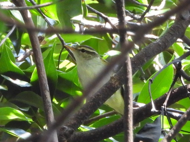 budníček korunkatý - ML646515473