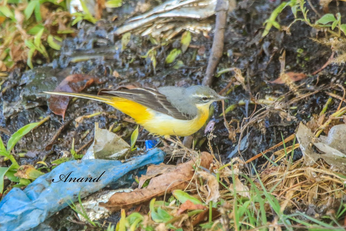 konipas horský - ML646515474