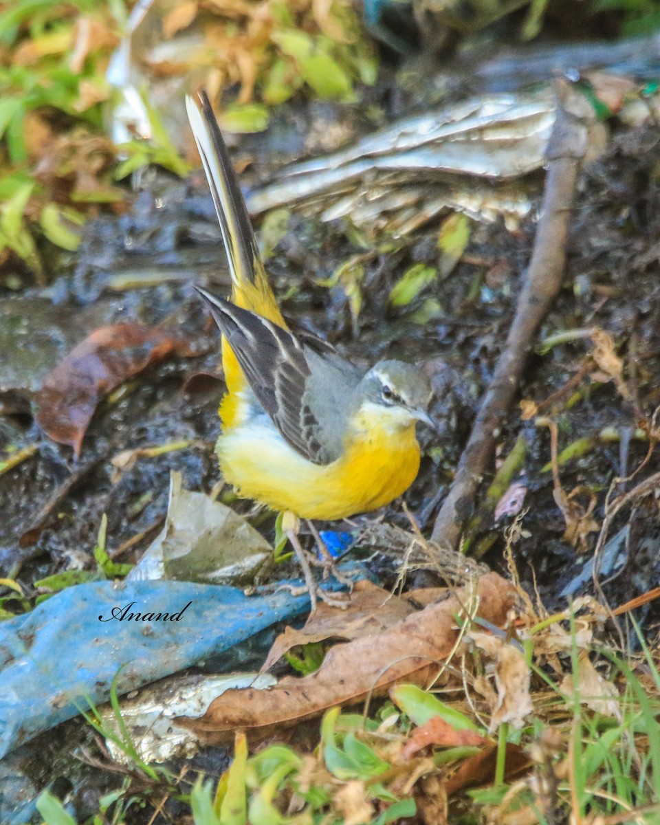 konipas horský - ML646515475