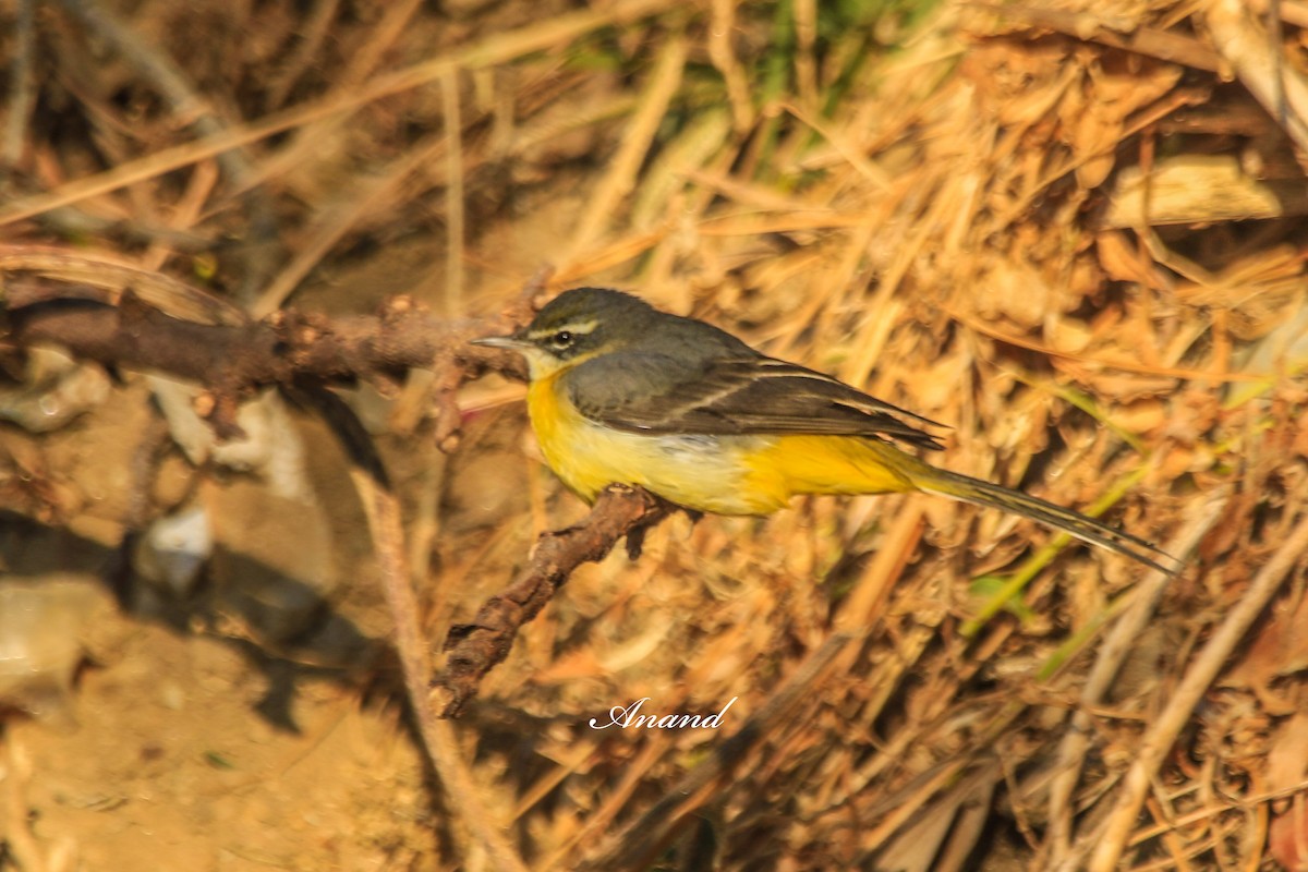 konipas horský - ML646515476