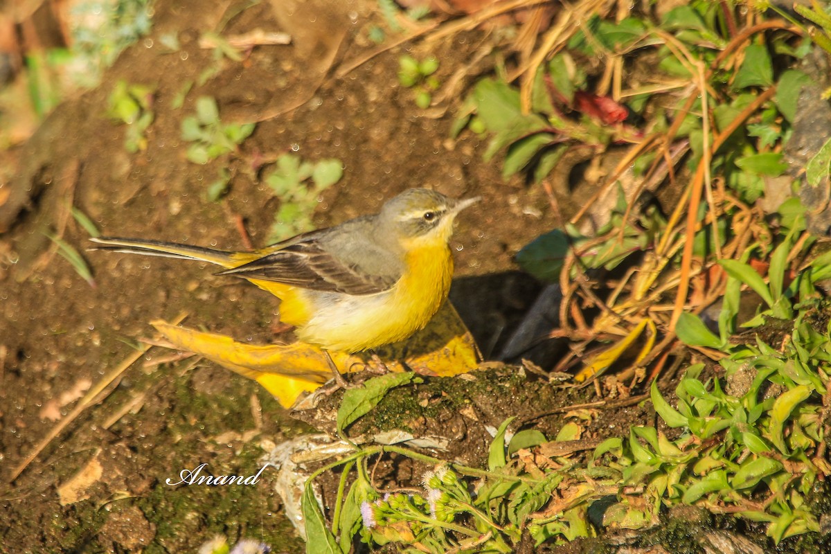 konipas horský - ML646515477