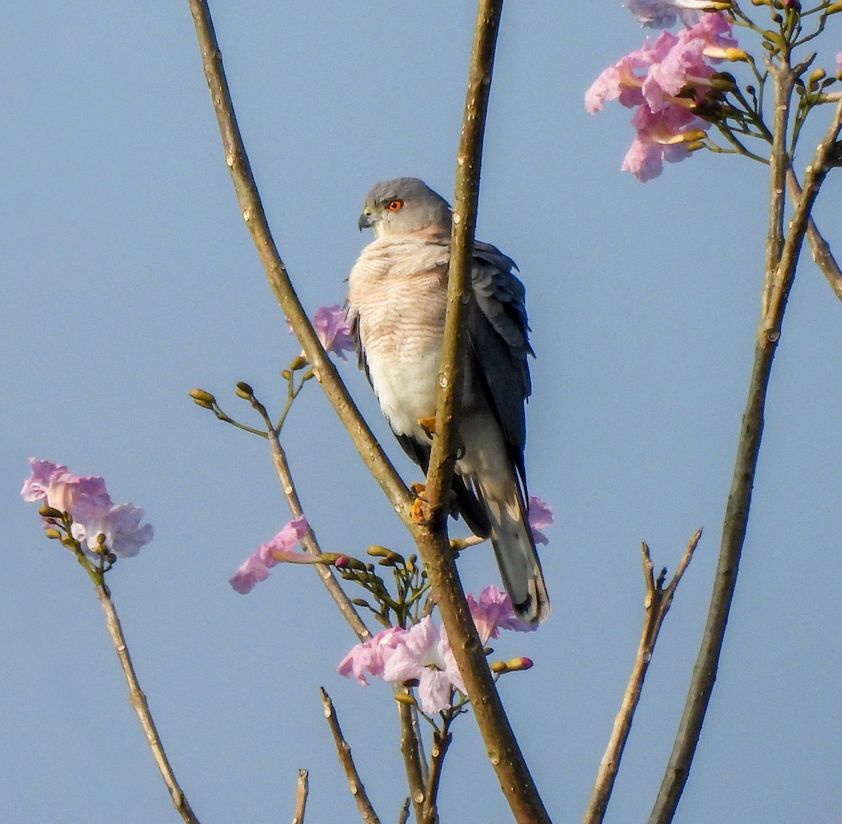 krahujec šikra - ML646515478