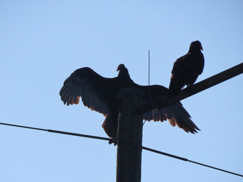 kondor krocanovitý - ML646515484