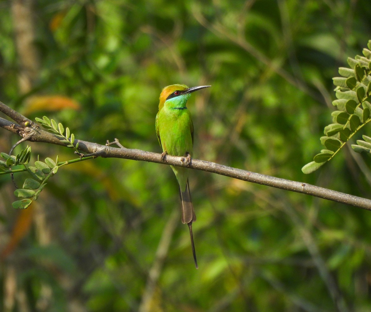 vlha indická - ML646515485