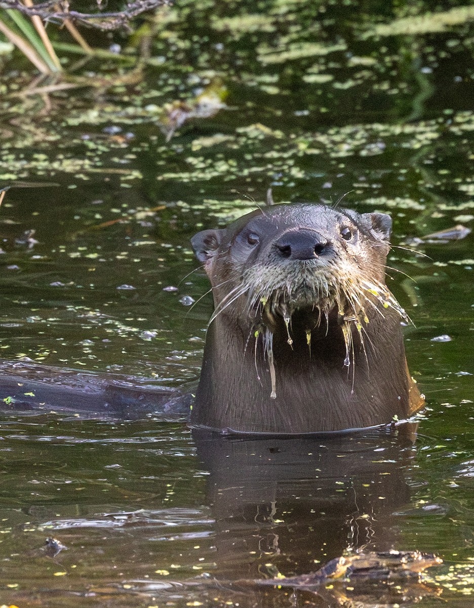 North American River Otter - ML646515491