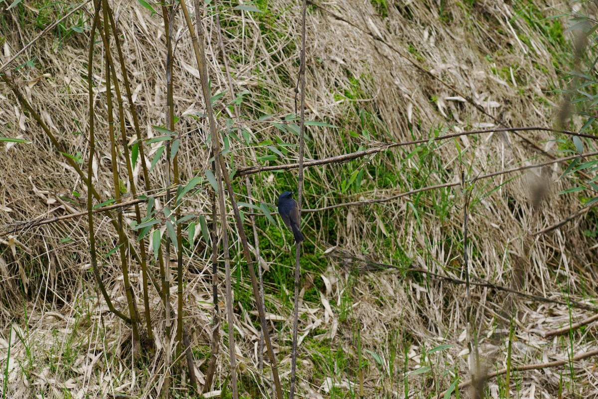 Slaty-blue Flycatcher - ML646515492