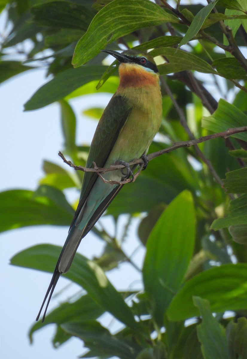 Blue-tailed Bee-eater - ML646515494