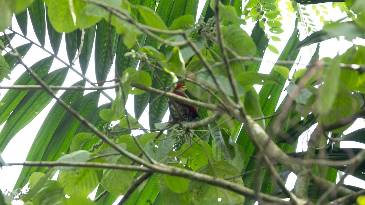 Banded Woodpecker - ML646515496