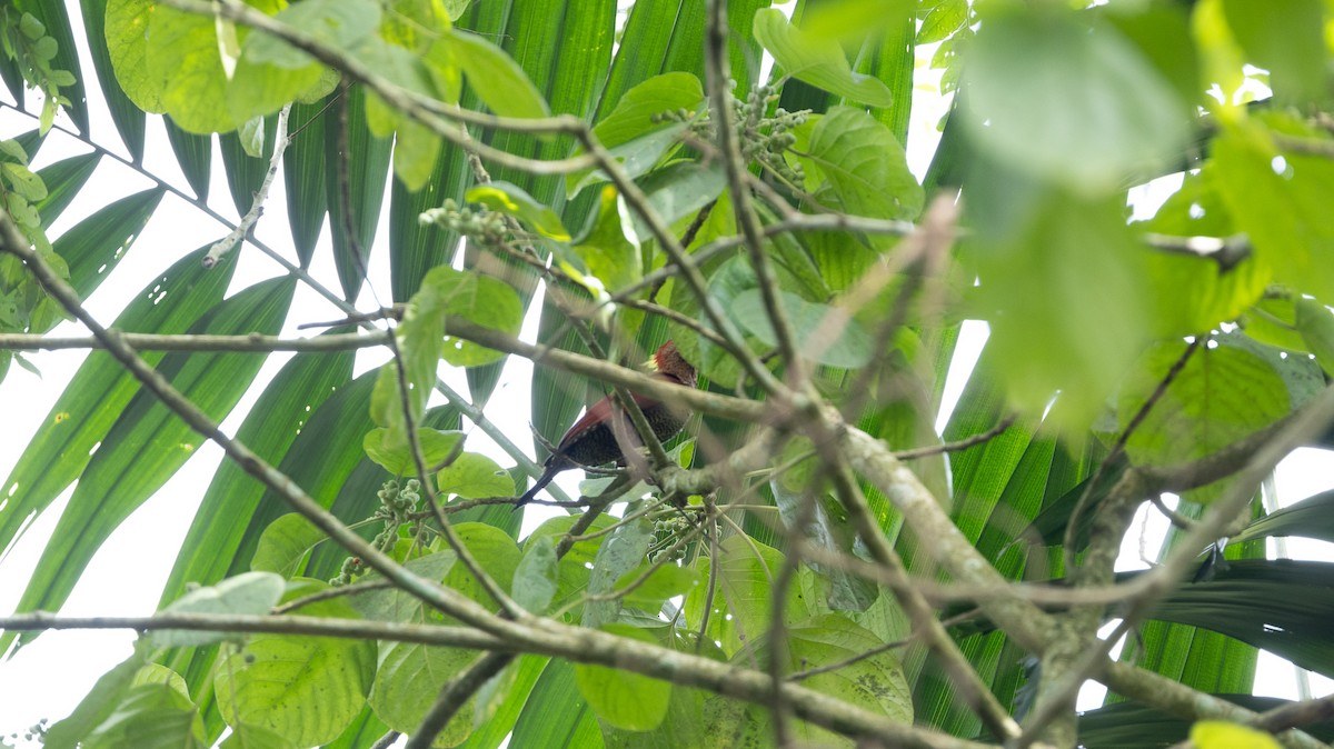 Banded Woodpecker - ML646515497