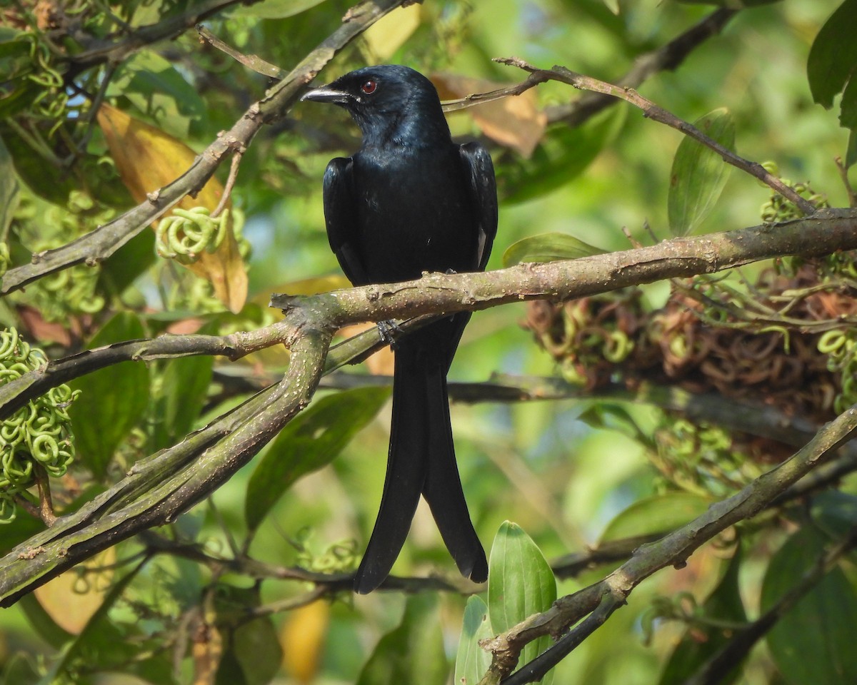Black Drongo - ML646515506