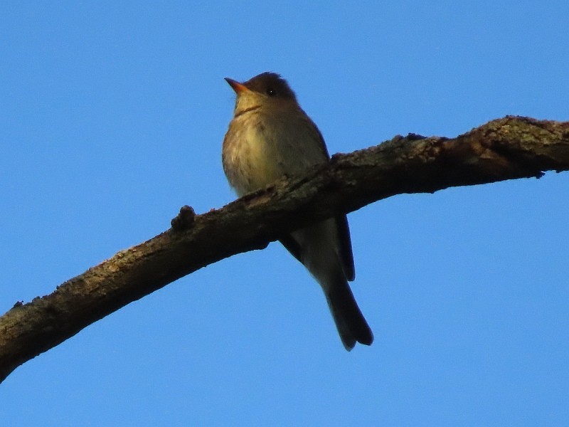 Eastern Wood-Pewee - ML646515514