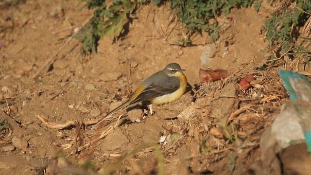 Gray Wagtail - ML646515516