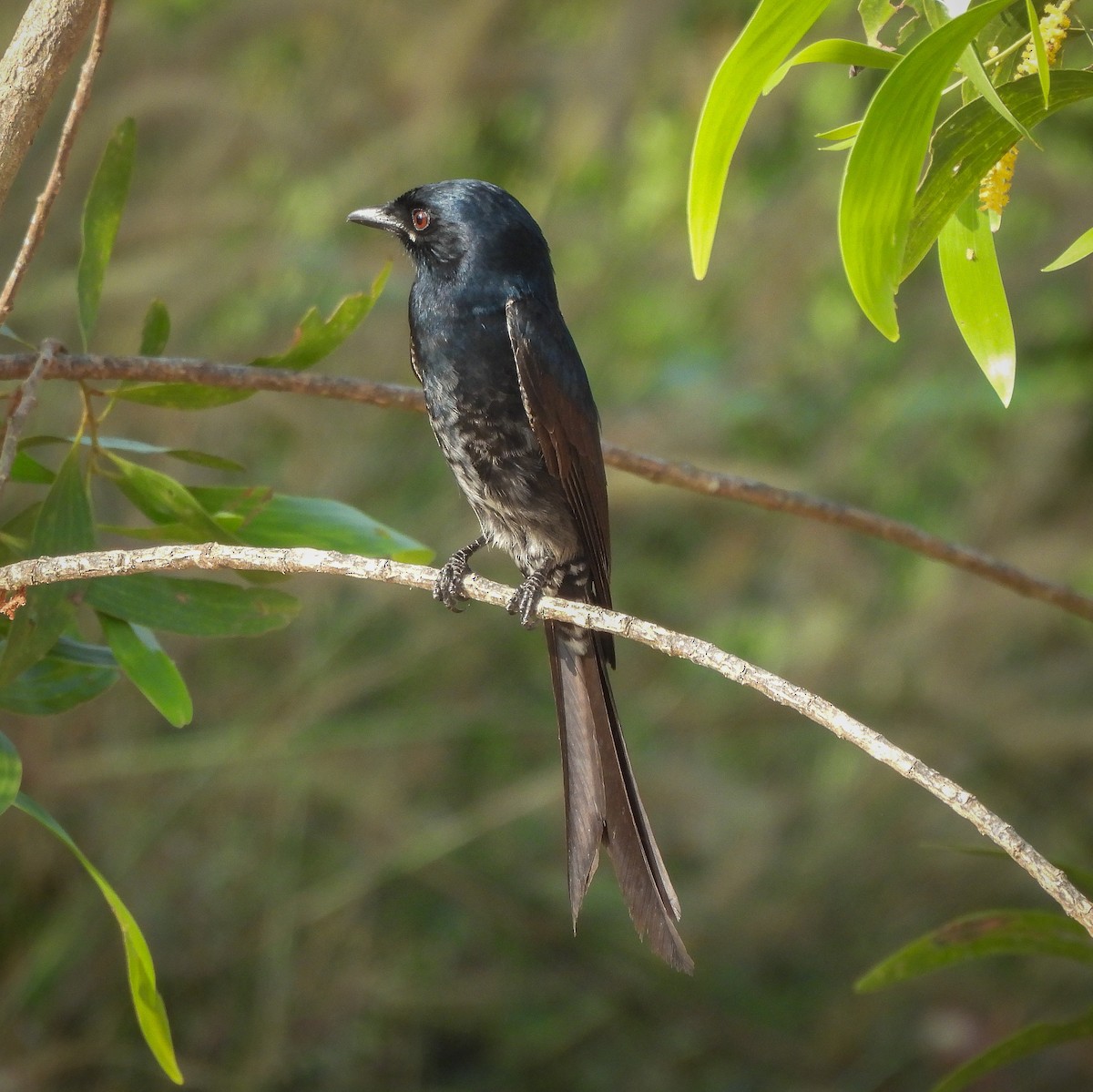 大卷尾 - ML646515518