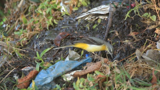 Gray Wagtail - ML646515519