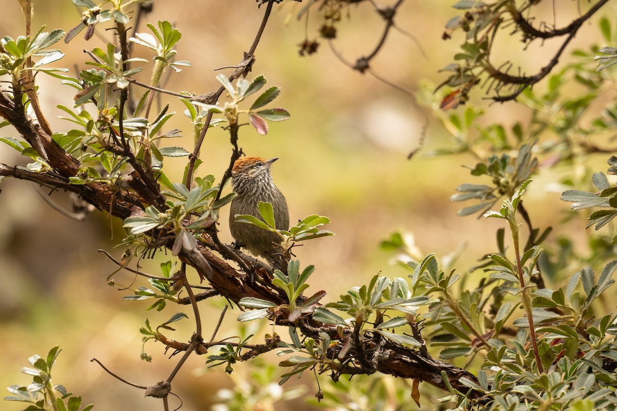 Rusty-crowned Tit-Spinetail - ML646515520