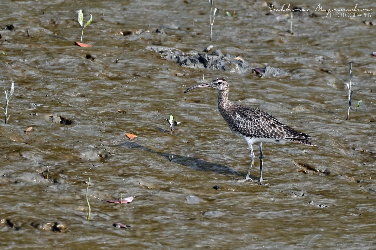 ダイシャクシギ - ML646515522