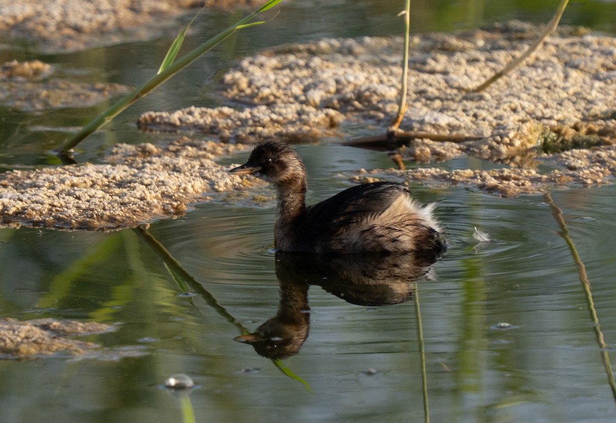 dvergdykker - ML646515524