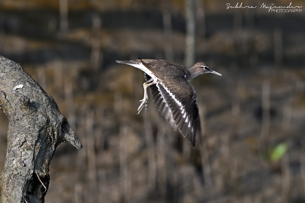 イソシギ - ML646515525