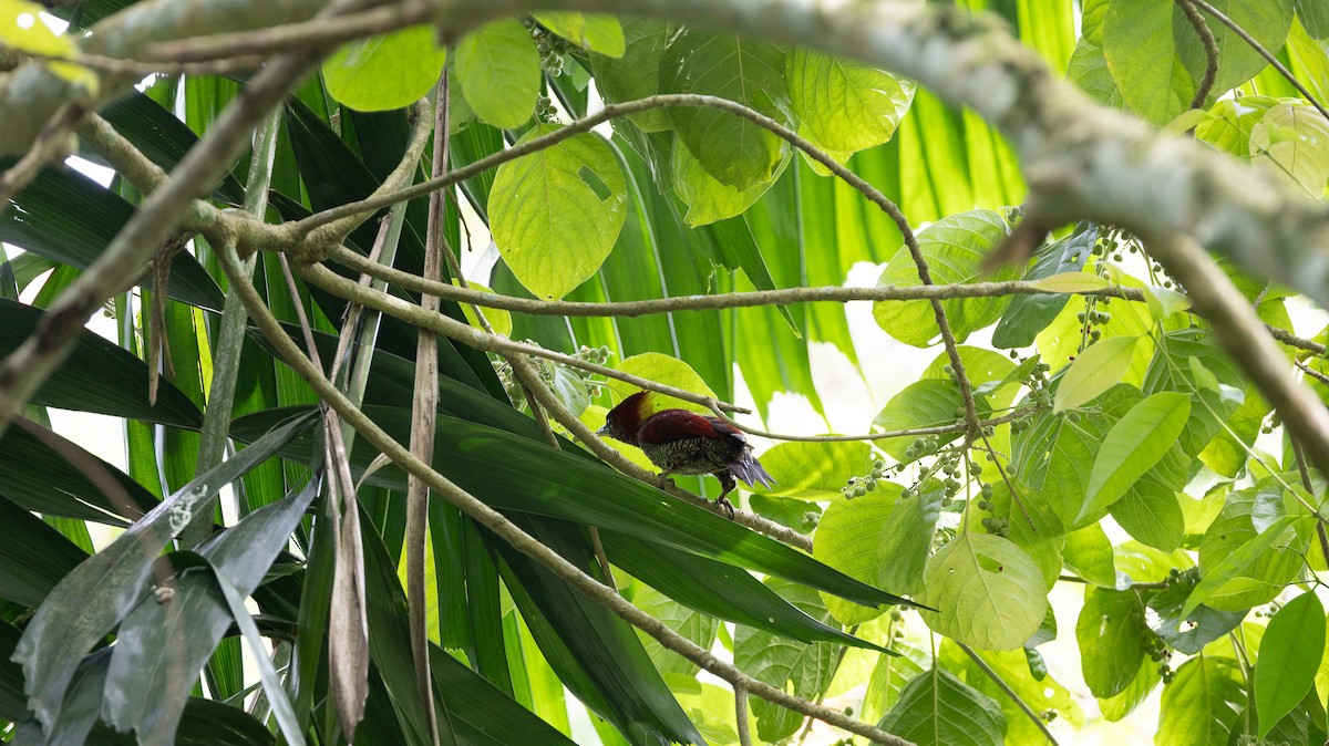 Banded Woodpecker - ML646515528