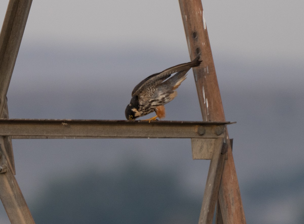 lerkefalk - ML646515530