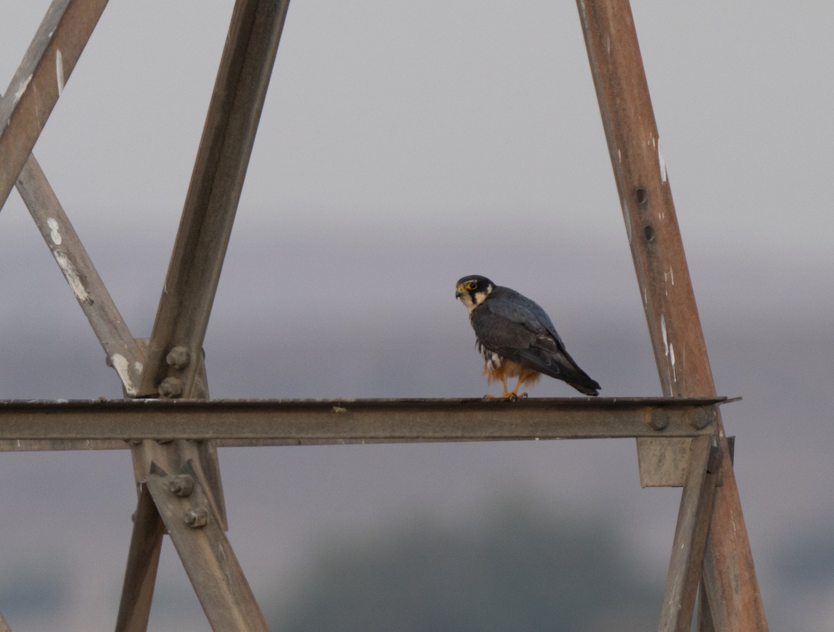 lerkefalk - ML646515532