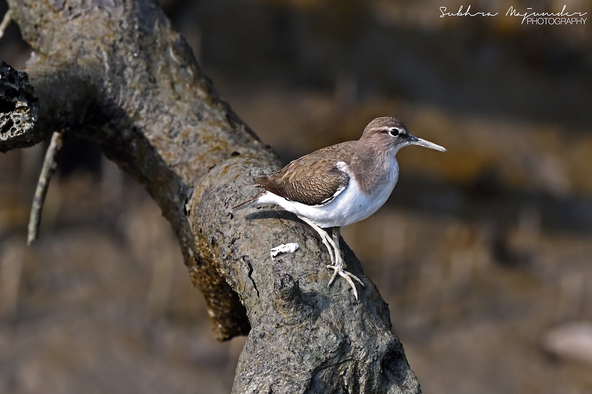 イソシギ - ML646515534