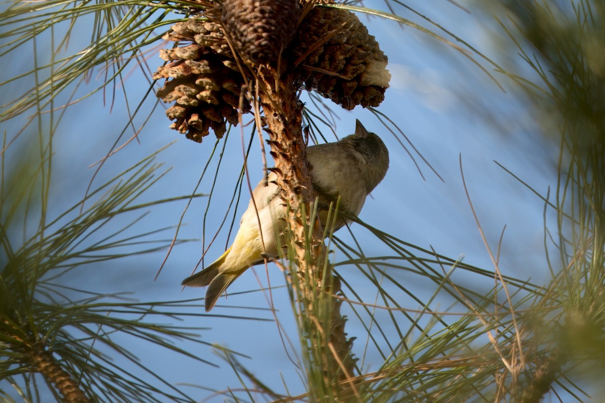 Black-headed Greenfinch - ML646515535