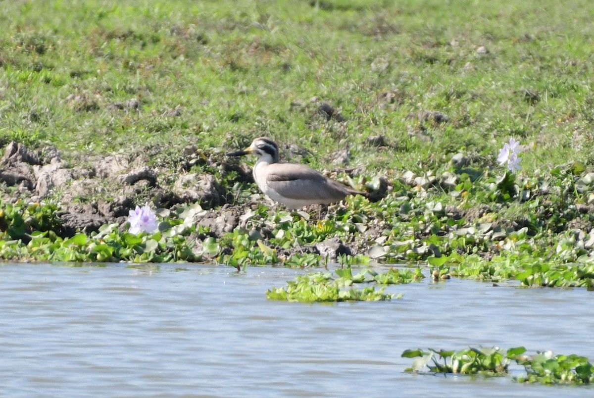 Great Thick-knee - ML646515537