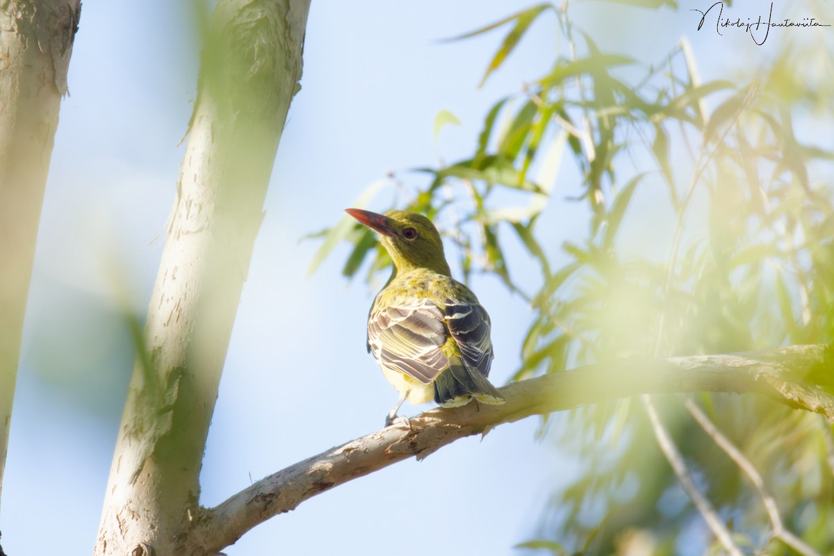 Green Oriole - ML646515538