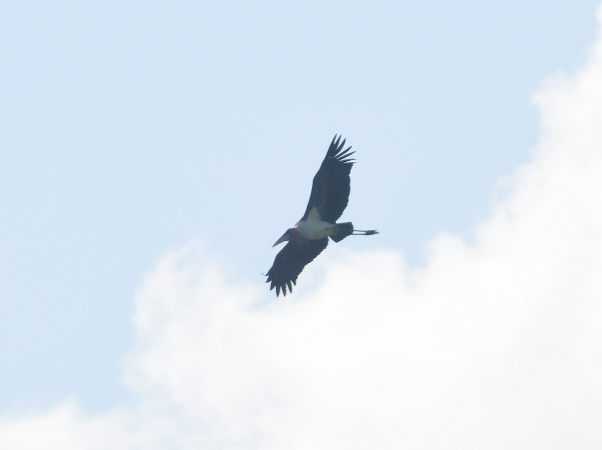 Greater Adjutant - ML646515540