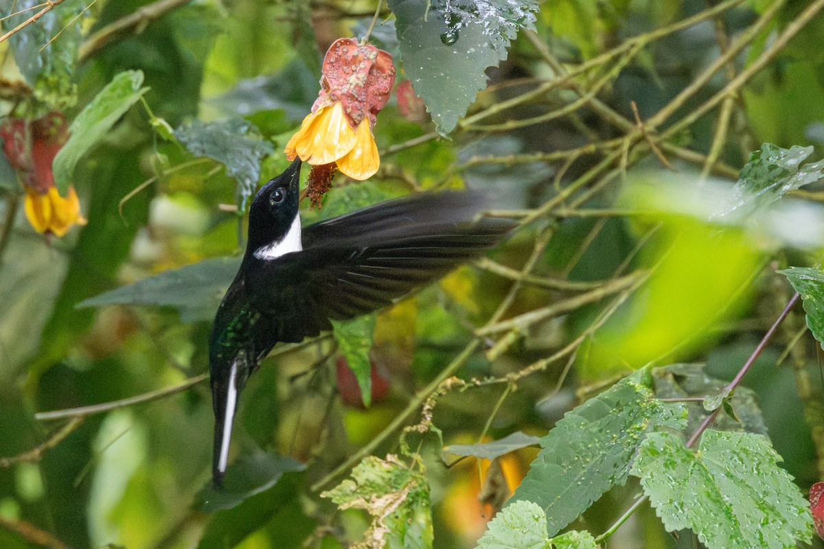 Collared Inca - ML646515541