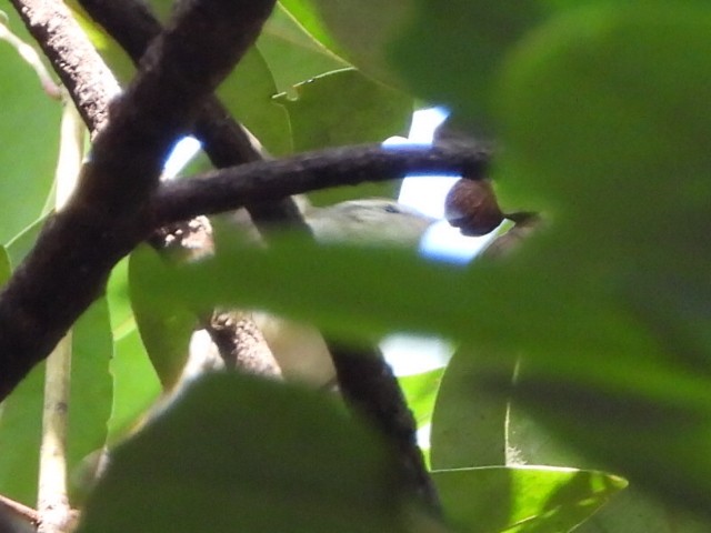 黃眉柳鶯 - ML646515543