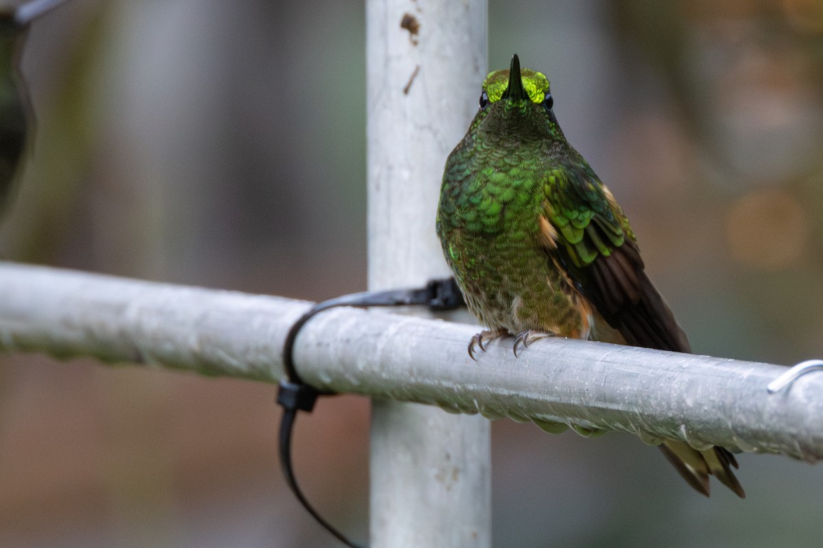 Buff-tailed Coronet - ML646515545