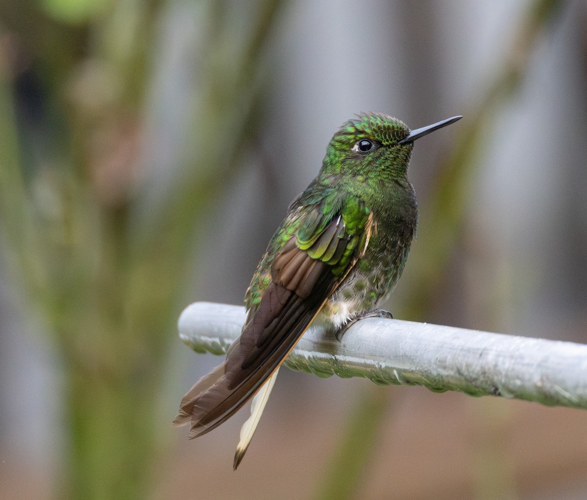 Buff-tailed Coronet - ML646515546