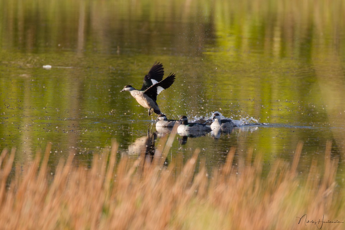 Green Pygmy-Goose - ML646515547