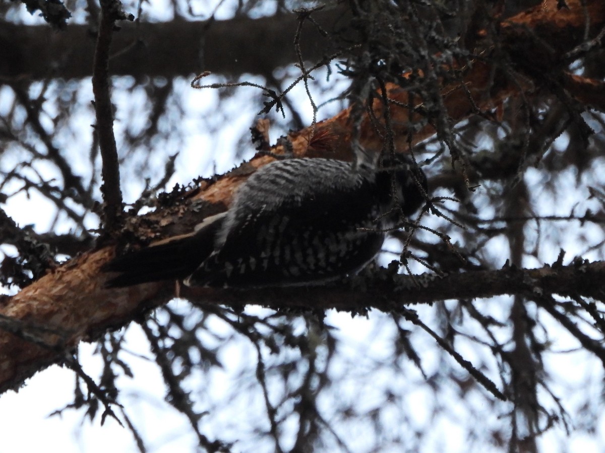 American Three-toed Woodpecker - ML646515548