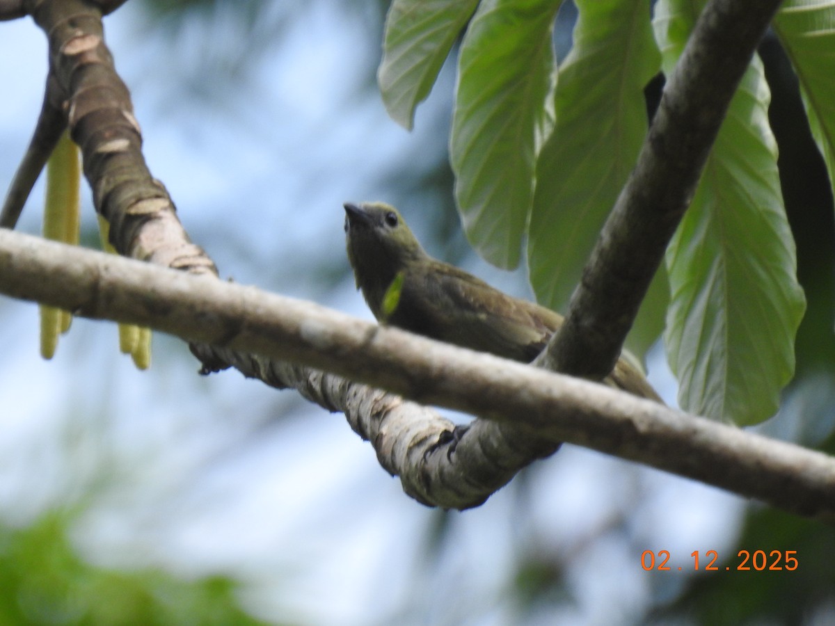 Palm Tanager - ML646515549