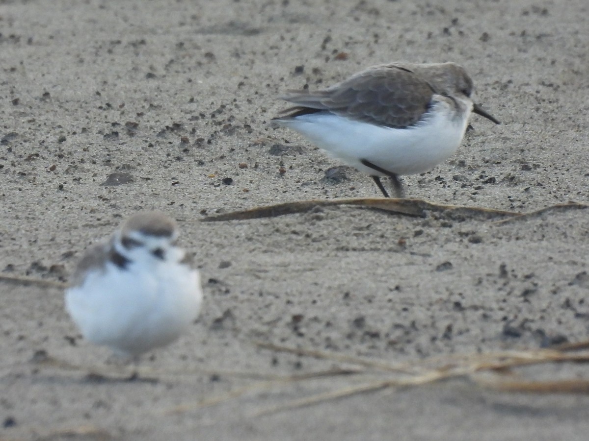 西濱鷸 - ML646515552