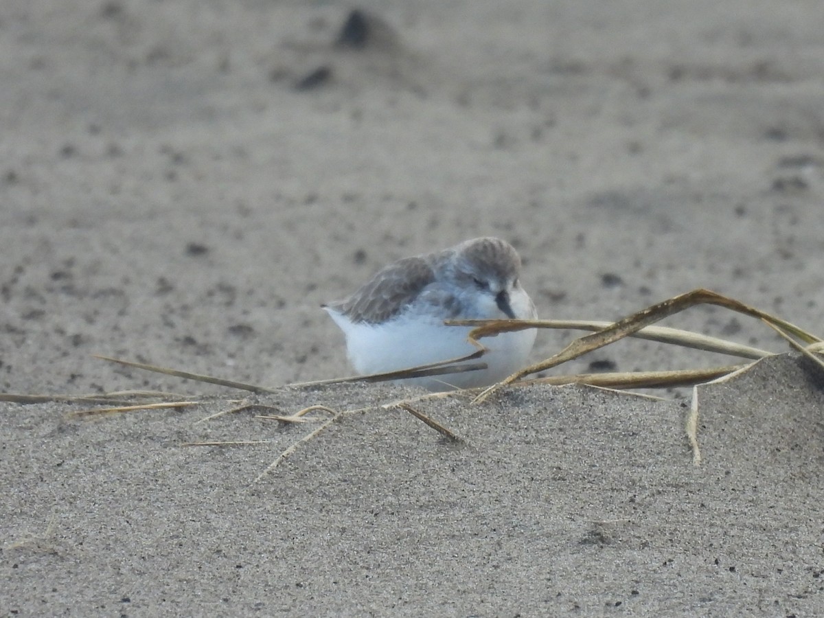 西濱鷸 - ML646515553