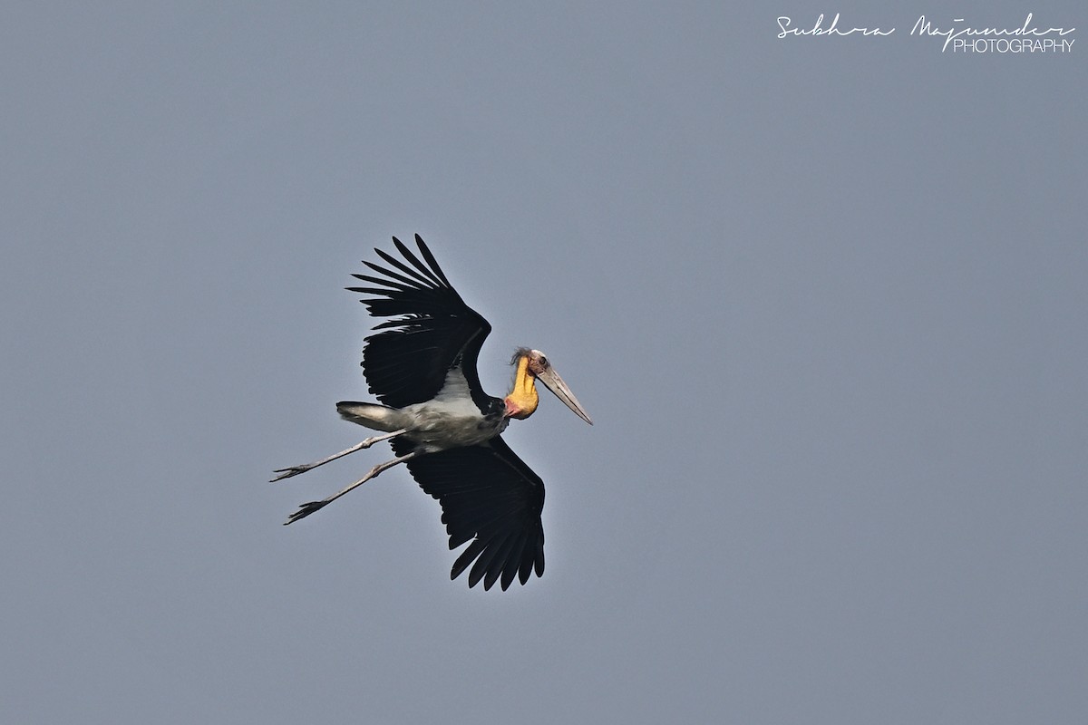 コハゲコウ - ML646515554