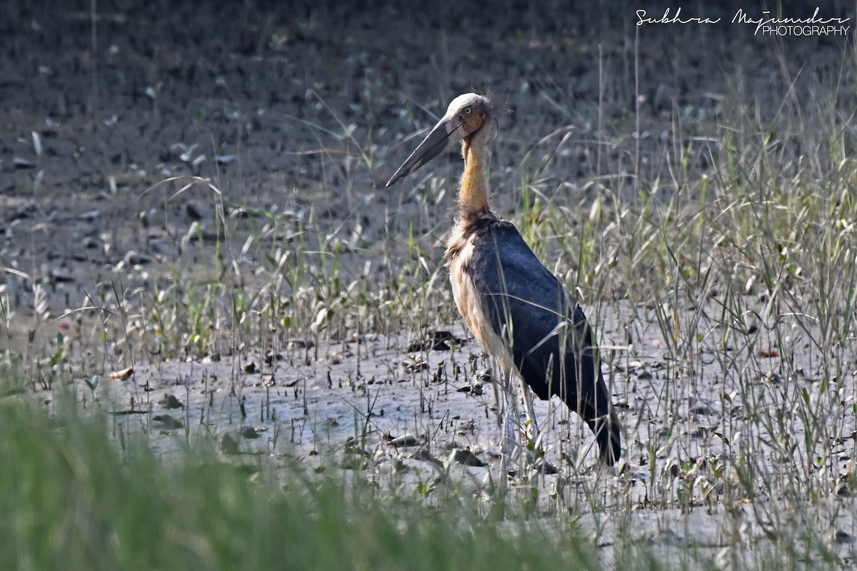 コハゲコウ - ML646515555