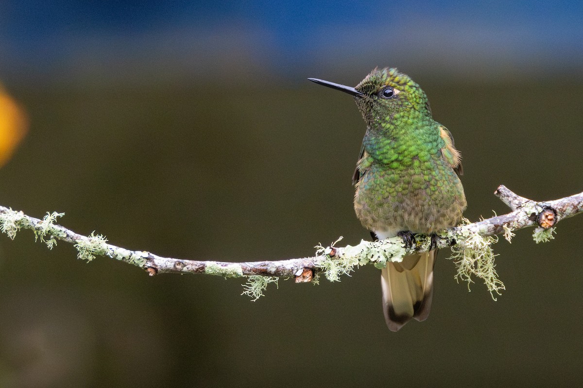 Buff-tailed Coronet - ML646515557
