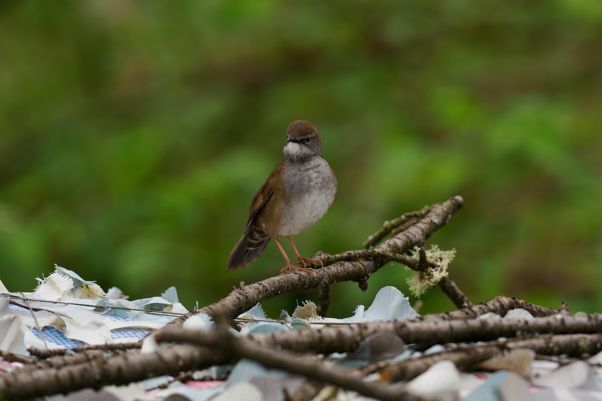 Spotted Bush Warbler - ML646515558