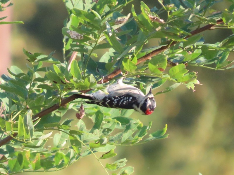 Downy Woodpecker - ML646515559